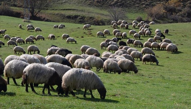 Bakanlık'tan yöresel hayvancılık işletmelerine destek!